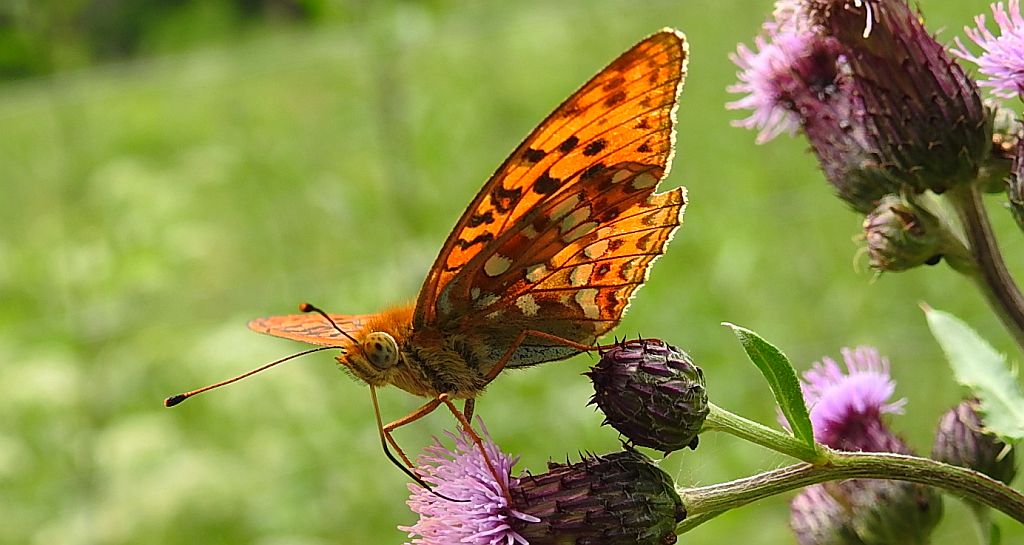 Dostojka adype (Argynnis adippe)