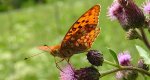 Dostojka adype (Argynnis adippe)