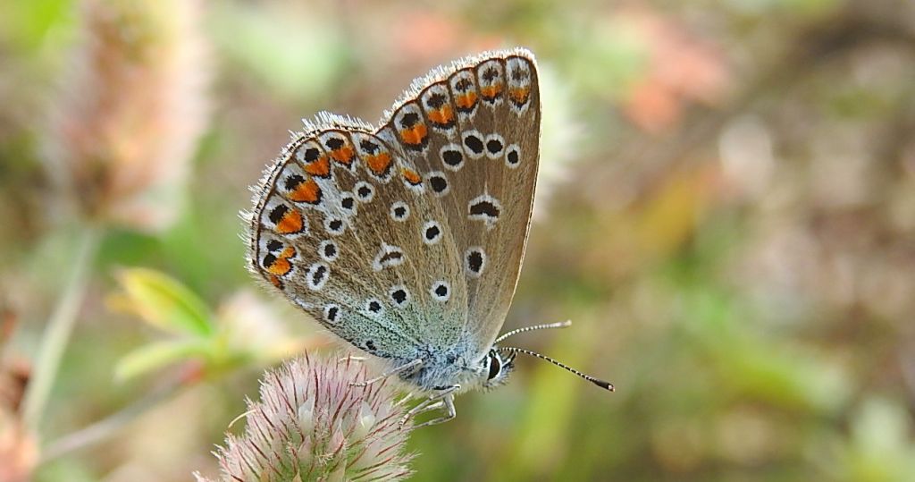 Modraszek ikar (Polyommatus icarus)