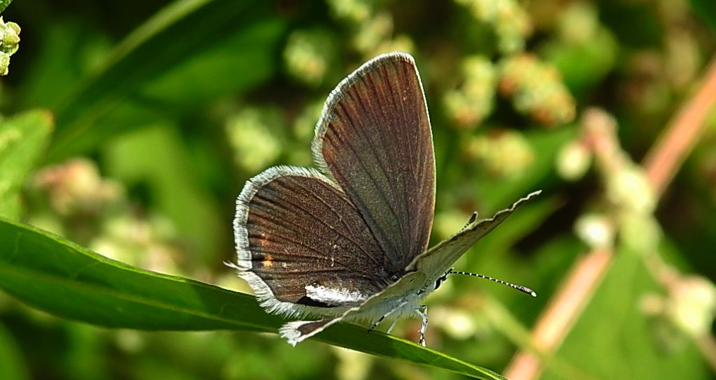 Modraszek argiades (Cupido argiades)