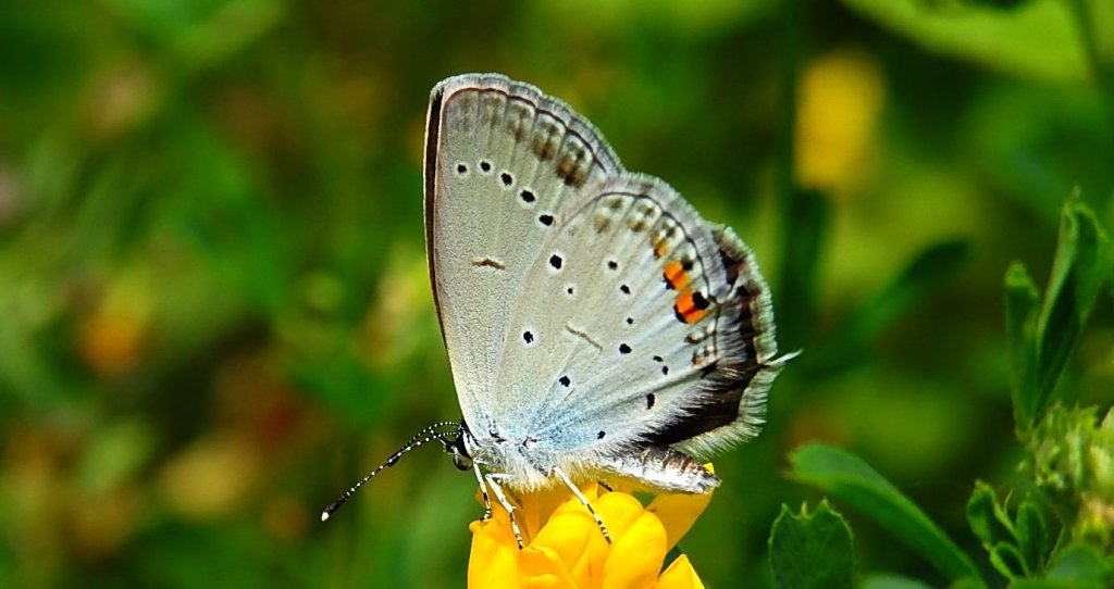 Modraszek argiades (Cupido argiades)