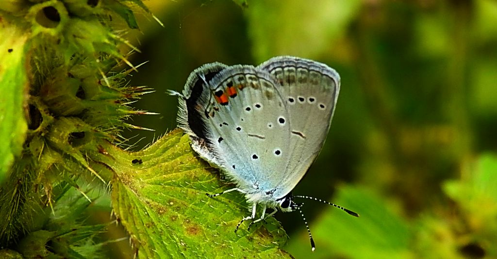 Modraszek argiades (Cupido argiades)