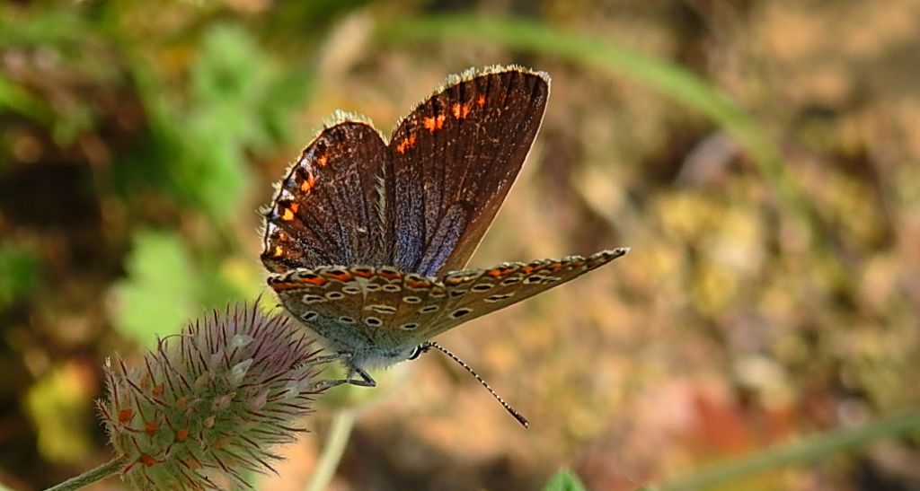 Modraszek ikar (Polyommatus icarus)