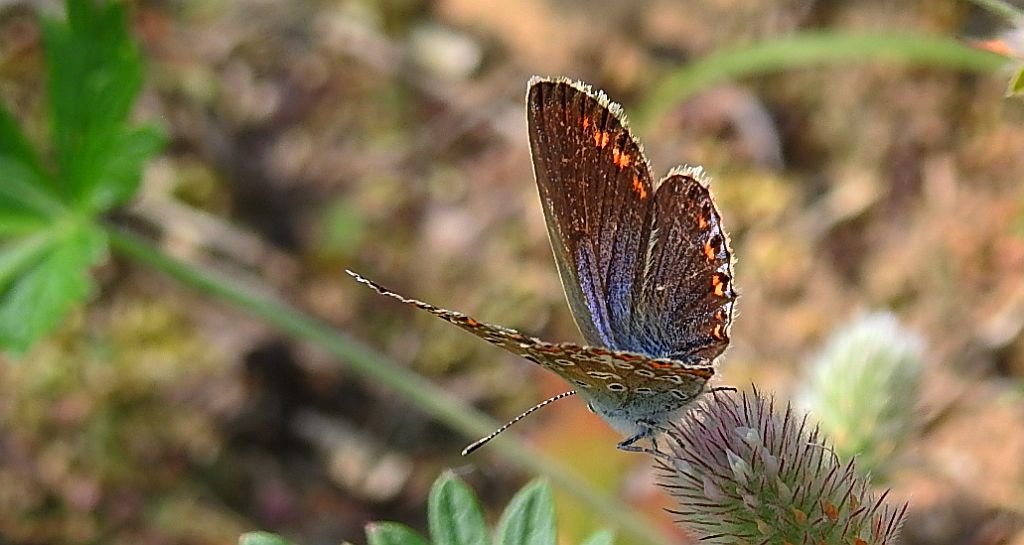 Modraszek ikar (Polyommatus icarus)