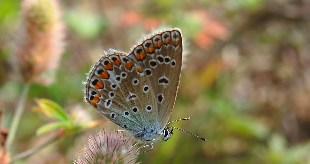 Modraszek ikar (Polyommatus icarus)