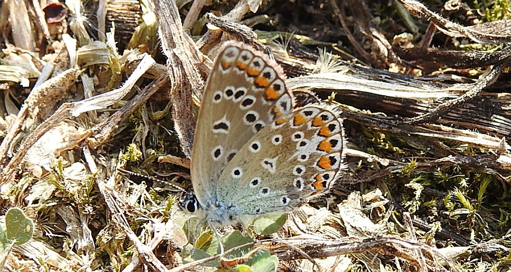 Modraszek ikar (Polyommatus icarus)