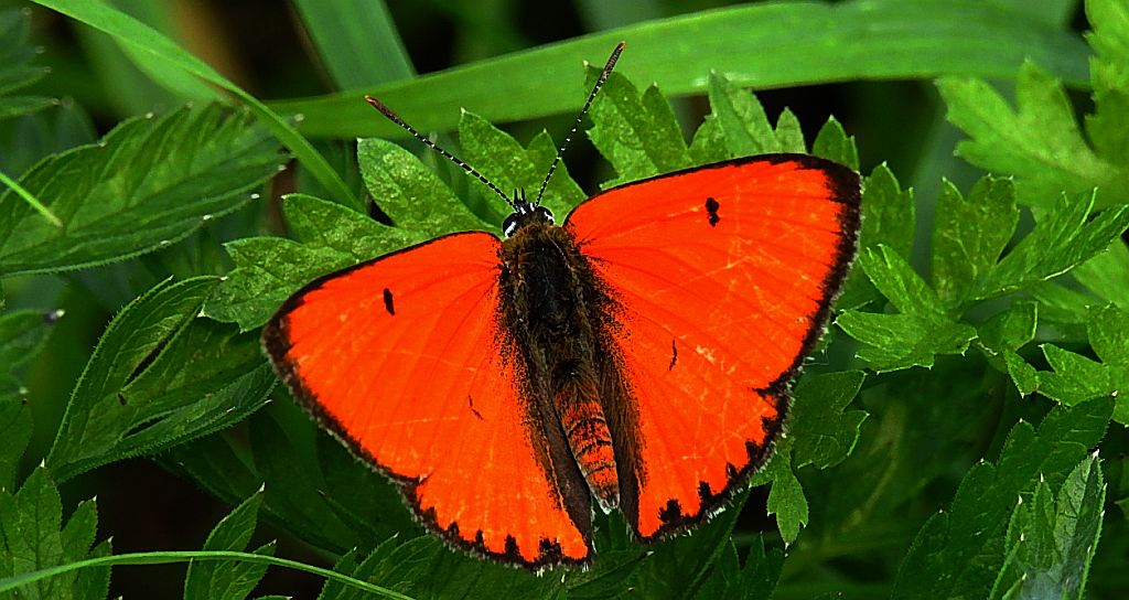 Czerwończyk nieparek, czerwończyk większy (Lycaena dispar)