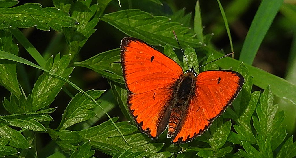 Czerwończyk nieparek, czerwończyk większy (Lycaena dispar)
