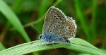 Modraszek ikar (Polyommatus icarus)