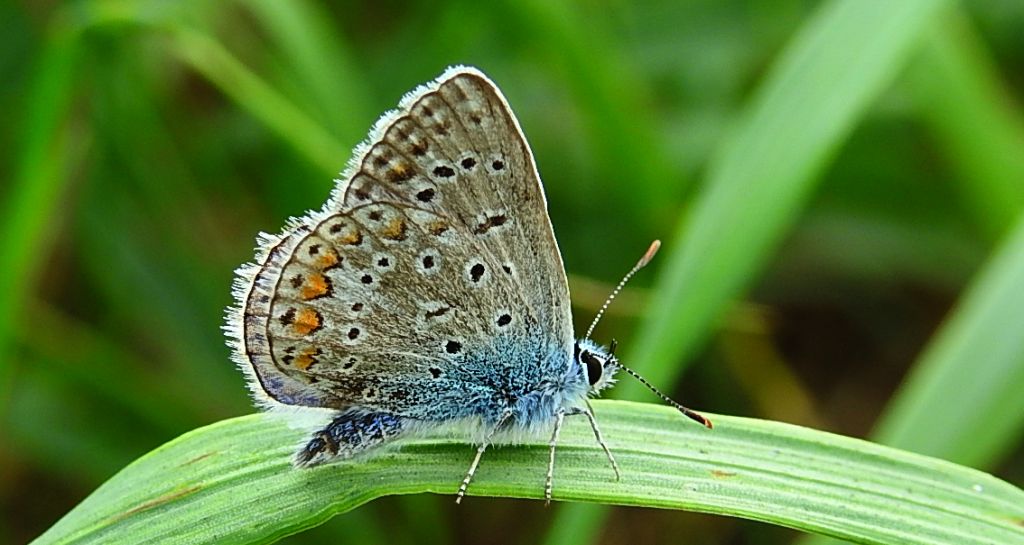 Modraszek ikar (Polyommatus icarus)