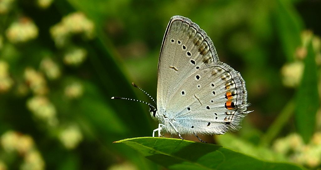 Modraszek argiades (Cupido argiades)