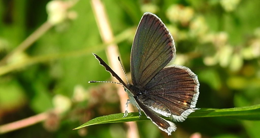 Modraszek argiades (Cupido argiades)