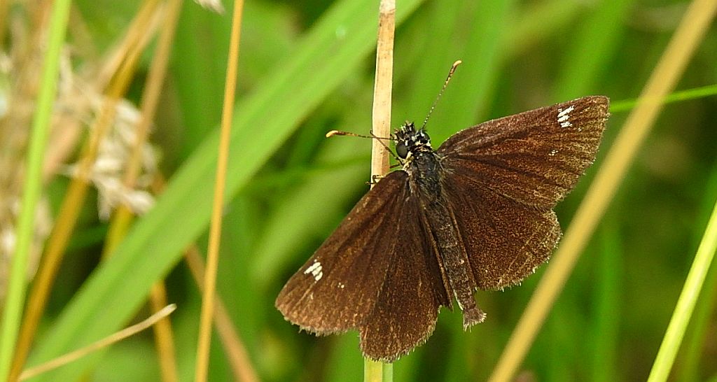 Rojnik morfeusz (Heteropterus morpheus)