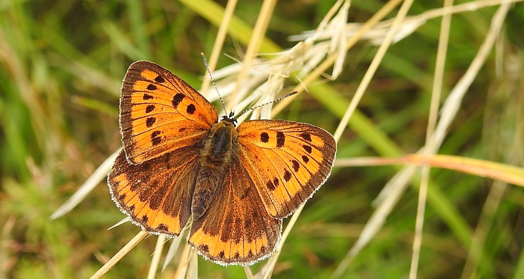 Czerwończyk nieparek, czerwończyk większy (Lycaena dispar)