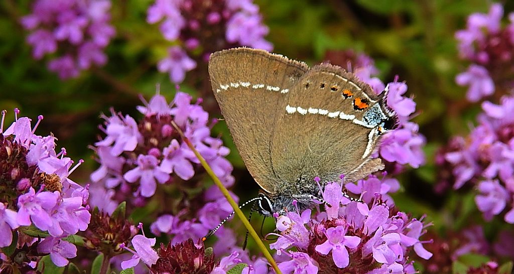 Ogończyk tarninowiec (Satyrium spini)