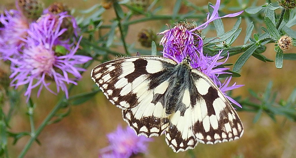 Polowiec szachownica (Melanargia galathea syn. Agapetes galathea)