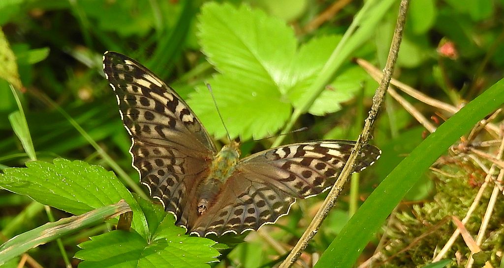 Dostojka malinowiec, perłowiec malinowiec (Argynnis paphia)