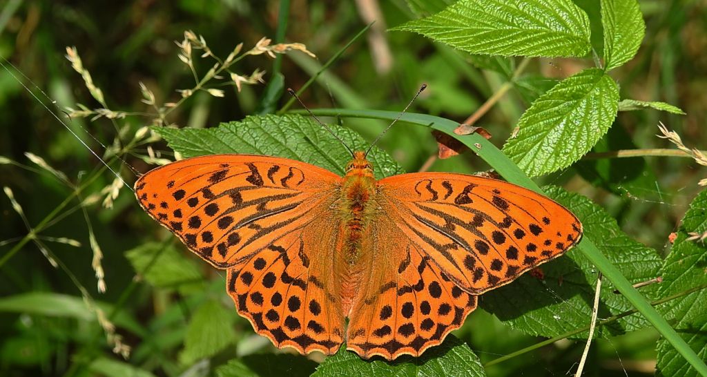 Dostojka malinowiec, perłowiec malinowiec (Argynnis paphia)