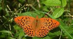 Dostojka malinowiec, perłowiec malinowiec (Argynnis paphia)