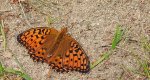 Dostojka aglaja, perłowiec aglaja, (Argynnis aglaja)