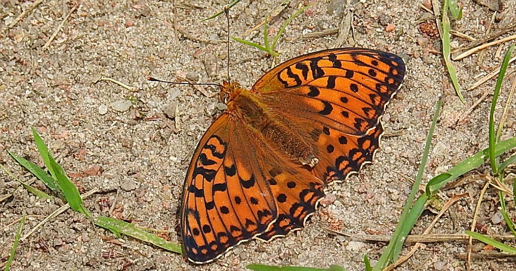 Dostojka aglaja, perłowiec aglaja, (Argynnis aglaja)
