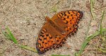 Dostojka aglaja, perłowiec aglaja, (Argynnis aglaja)