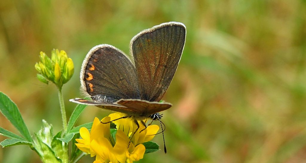 Modraszek srebroplamek (Plebejus argyrognomon)