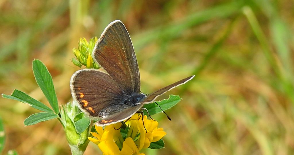 Modraszek srebroplamek (Plebejus argyrognomon)