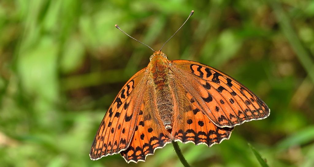 Dostojka aglaja, perłowiec aglaja, (Argynnis aglaja)