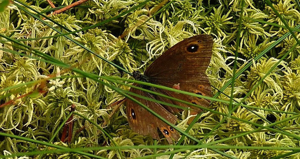 Osadnik kostrzewiec (Lasiommata maera)