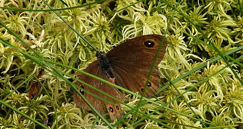 Osadnik kostrzewiec (Lasiommata maera)