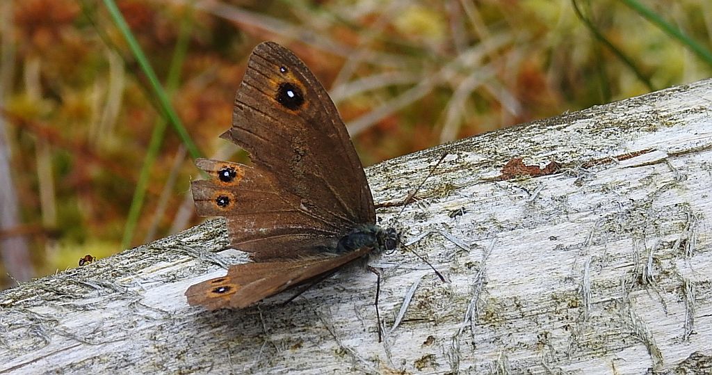 Osadnik kostrzewiec (Lasiommata maera)