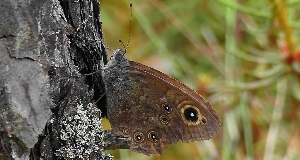 Osadnik kostrzewiec (Lasiommata maera)