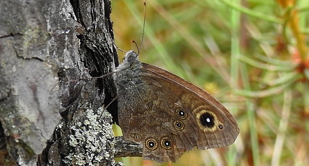 Osadnik kostrzewiec (Lasiommata maera)
