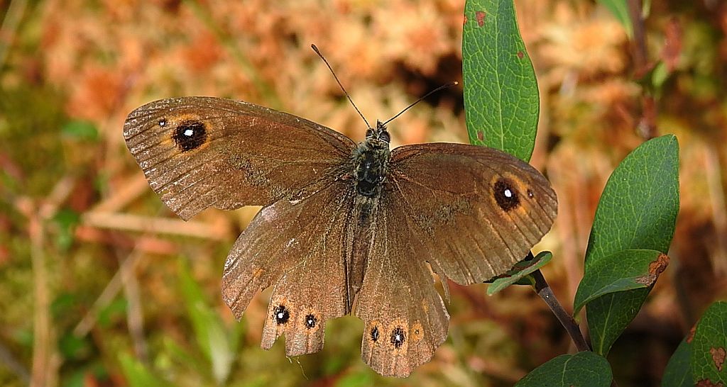 Osadnik kostrzewiec (Lasiommata maera)
