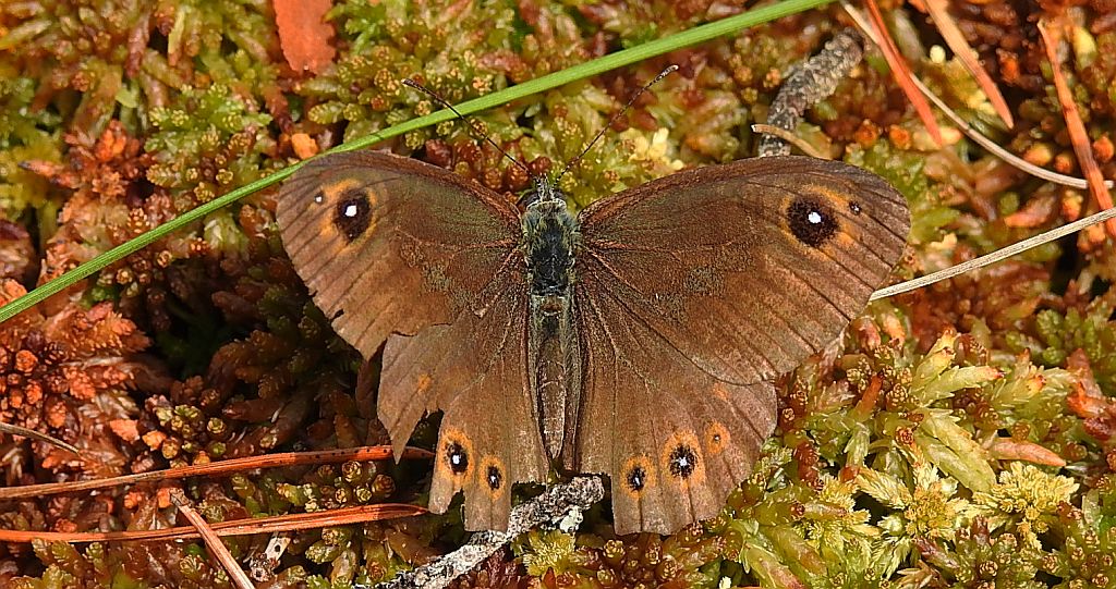 Osadnik kostrzewiec (Lasiommata maera)