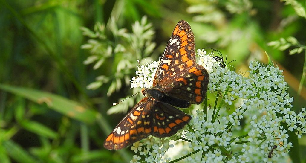 Przeplatka maturna (Euphydryas maturna)