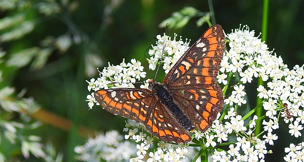Przeplatka maturna (Euphydryas maturna)
