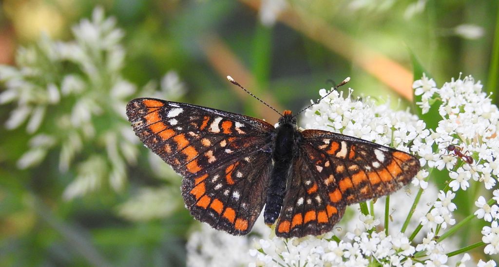 Przeplatka maturna (Euphydryas maturna)
