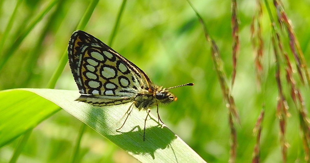 Rojnik morfeusz (Heteropterus morpheus)