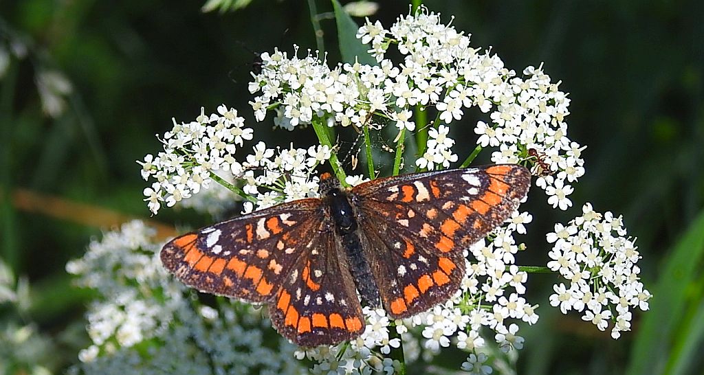 Przeplatka maturna (Euphydryas maturna)