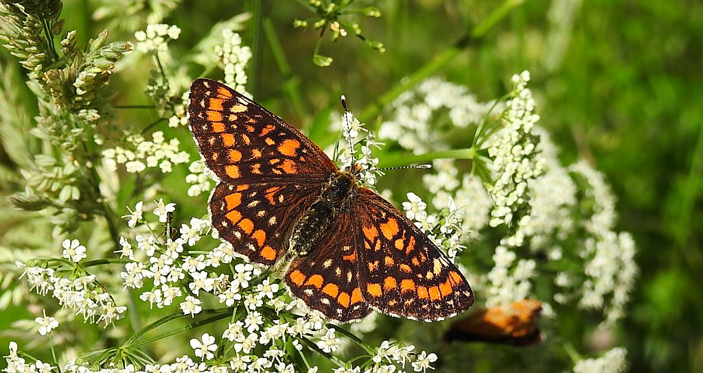 Przeplatka maturna (Euphydryas maturna)