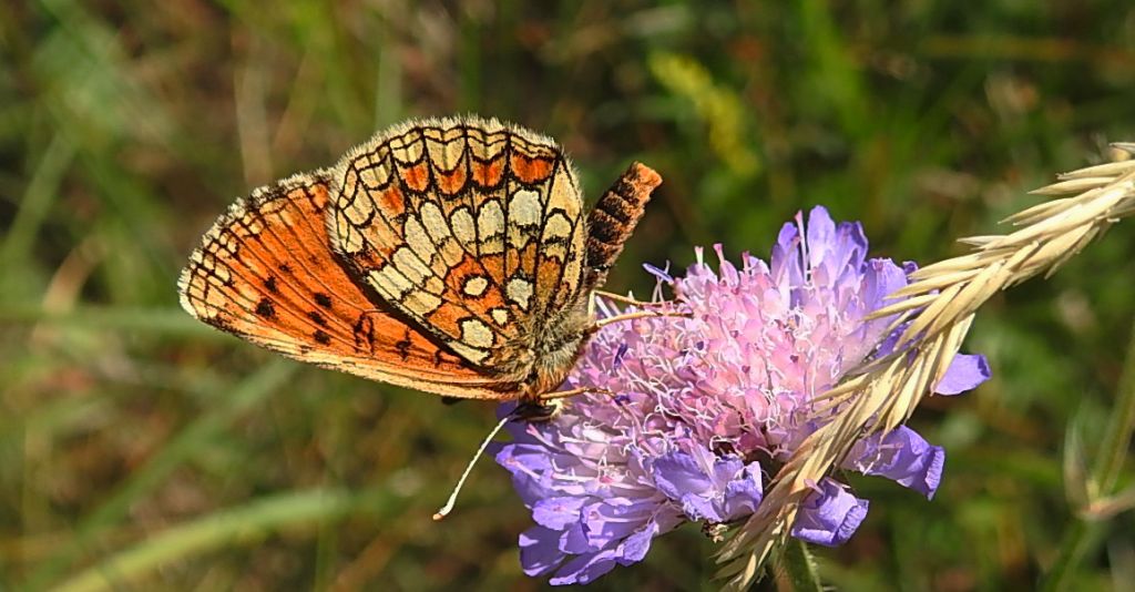 Przeplatka atalia (Melitaea athalia)