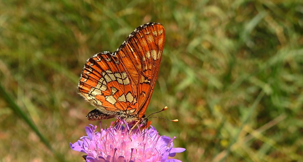 Przeplatka maturna (Euphydryas maturna)