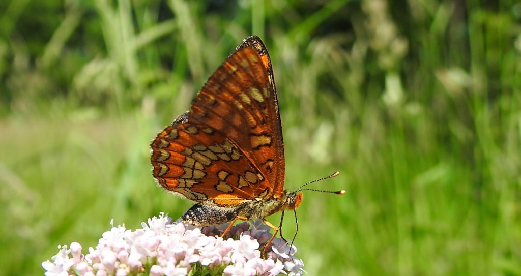 Przeplatka maturna (Euphydryas maturna)