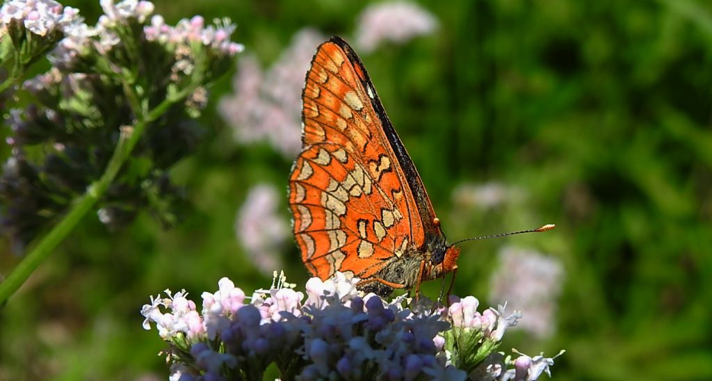 Przeplatka maturna (Euphydryas maturna)