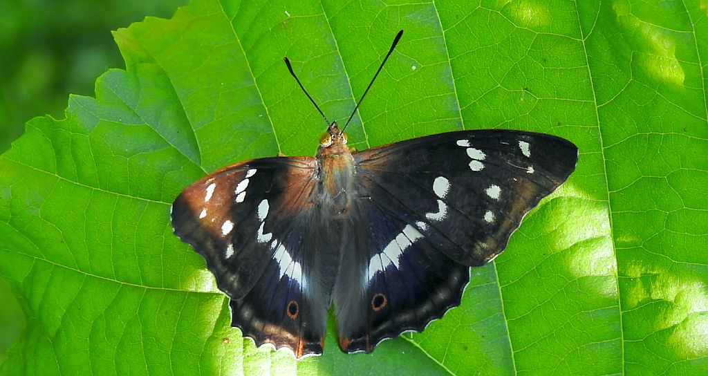 Mieniak tęczowiec (Apatura iris)