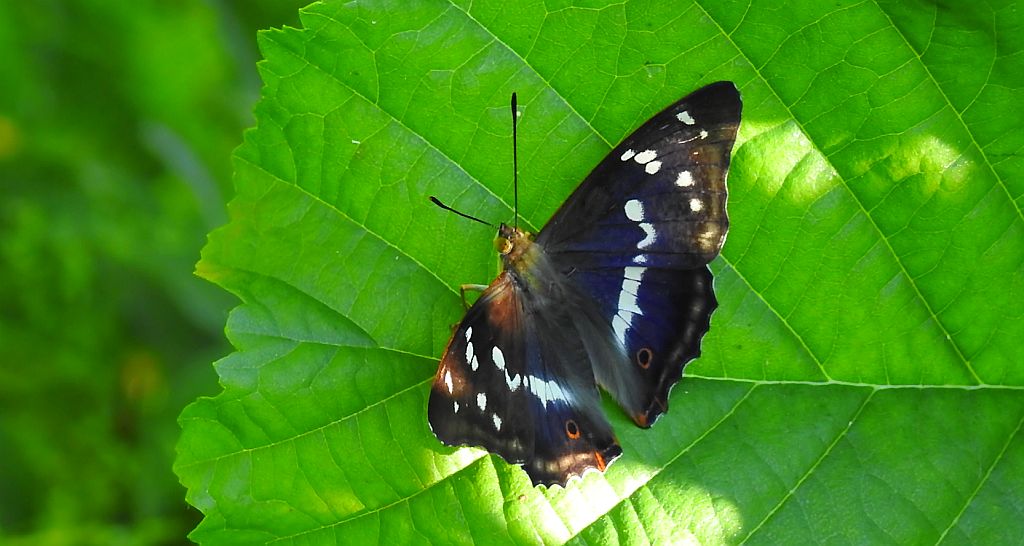 Mieniak tęczowiec (Apatura iris)