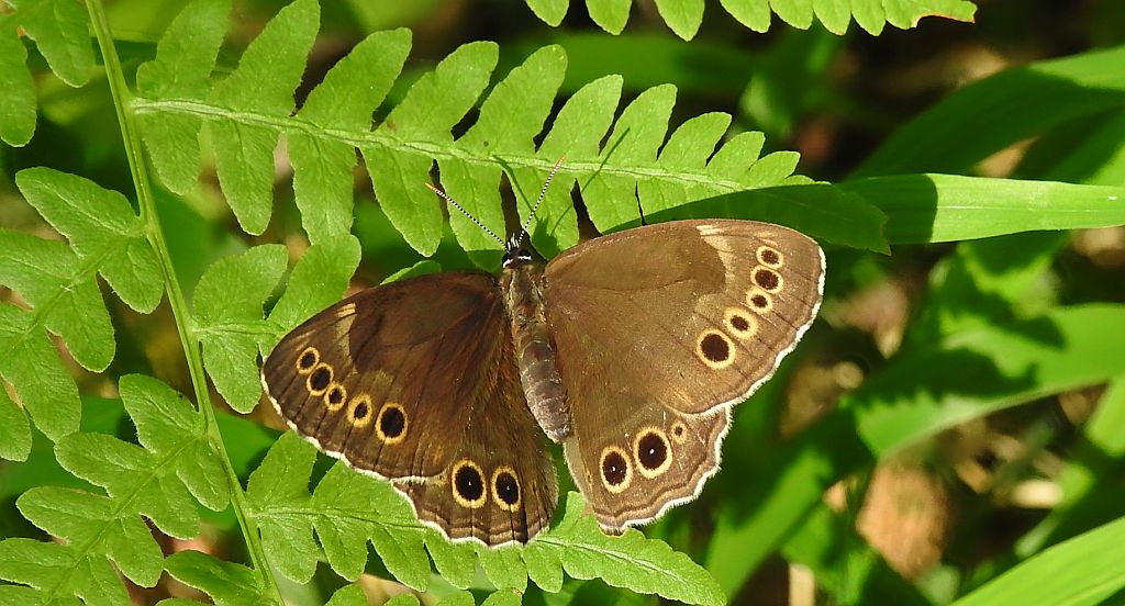 Osadnik wielkooki (Lopinga achine)