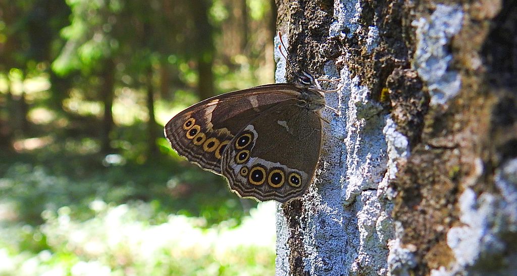 Osadnik wielkooki (Lopinga achine)